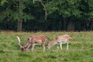 Two deer grazing in a field with trees in the background in germany photo