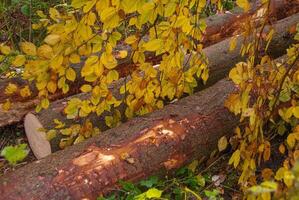 Several logs are lying on the ground in the forest photo