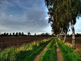 A dirt road with birk trees photo