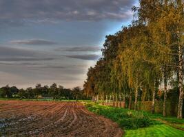 A field with a row of trees and a field photo