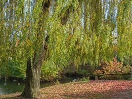 A weeping willow tree in the park photo