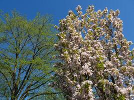 A tree with flowers and a bench next to it photo