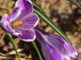 A purple flower with a yellow center is growing in the ground photo