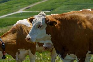 Two cows standing in a field in austria photo