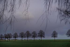 A field of grass withe a lot of trees photo