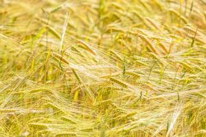 Wheat field swaying in the summer breeze photo