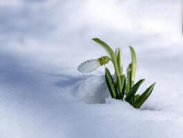 Snowdrop flower emerging from snow in winter landscape photo