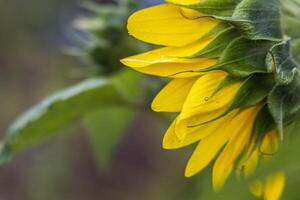 Back view of sunflower blooming in summer garden photo