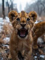 A close-up shot of a lion cub roaring in the snow photo