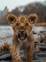 A lion cub, wet from the rain, stares intently with its mouth open in a fierce roar photo