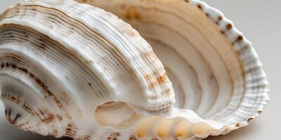 Natural Shell Texture Highlighting Intricate Layers and Organic DesignNatural Shell Texture Highlighting Intricate Layers and Organic Design. photo