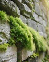 Weathered stone wall adorned with lush green moss perfect for historical or rustic themed design projects photo
