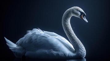 A white swan rests on a dark, watery surface with the moon reflecting off its feathers photo