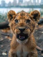 A young lion cub with a playful expression stares directly at the camera photo