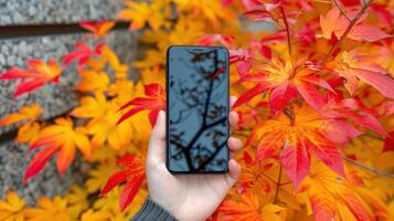 A hand holds a smartphone with a blurred image of fall foliage reflected on the screen photo
