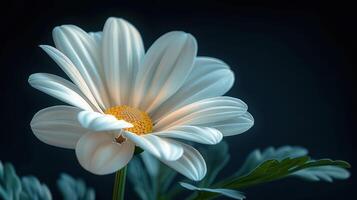 A delicate white daisy with a yellow center blooms against a dark background photo