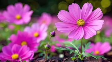 A single pink cosmos flower in focus, with other cosmos flowers in the background photo