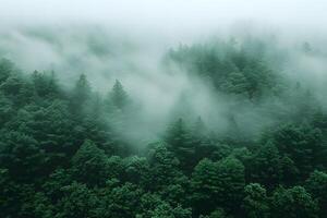 Lush Foggy Forest Landscape with Misty Pine Trees in Serene Atmosphere photo