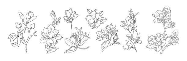 Magnolia flower line art illustration set. vector