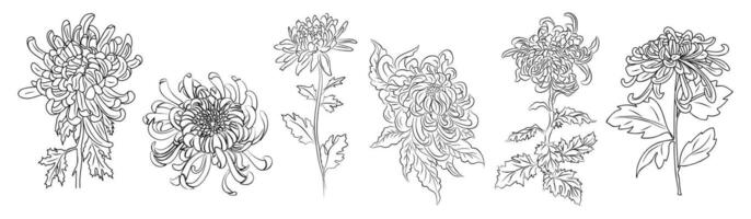 Set of Chrysanthemum flower line art . vector