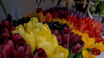 Vibrant Multicolored Tulip Display photo