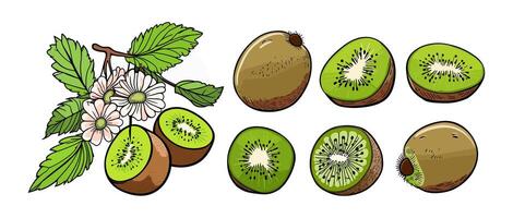 Hand drawn abstract kiwi fruit set. vector