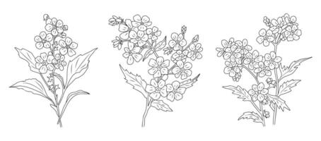 Set of Forget me not flower line art, Myosotis monochrome hand drawn black ink sketch vector
