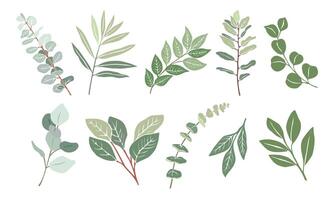 Set of Eucalyptus branches, leaves isolated vector