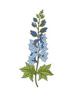 Larkspur flower colored line art isolated. vector