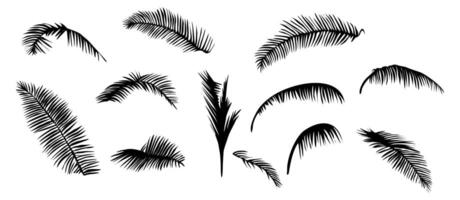 Set of black silhouettes of palm tree leaves vary in size and shape vector