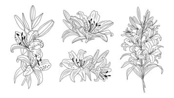 Lily flower line art botanical illustration vector