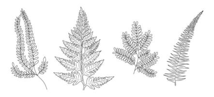Set of Fern leaves line art drawings. vector