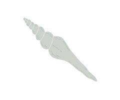 The sharp shell is drawn in a flat style. Sea, coast, beach. Hand drawn illustration. vector