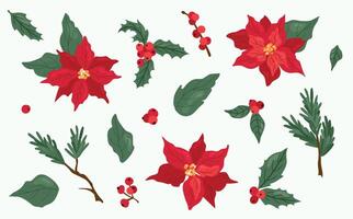 Set of poinsettia flowers and holly berries. White background, isolate. Hand drawn style vector