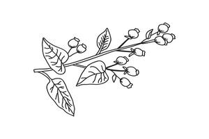 Line art botanical branch with leaves and berries isolated on white background. Black and white outline tree plant illustration. Graphic design for Print Brand Book Greeting Card Product Print vector