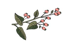 Botanical branch with leaves and berries isolated on white background. Tree plant in green pink pastel colors illustration. Graphic design for Print Brand Book Greeting Card Product Print vector