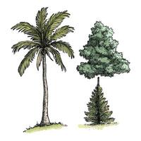 Large Palm and Evergreen Tree Duo in Realistic Style vector