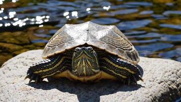 Turtle Resting on Rock Near Water Footage Captured in Nature Scene video
