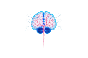 A vibrant, stylized representation of a brain, showcasing intricate neural pathways and bright colors. png