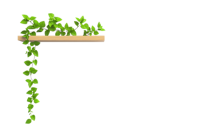 A lush green vine drapes down from a wooden shelf, showcasing vibrant leaves and adding a touch of nature. png