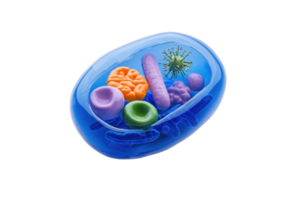 A colorful representation of a cell with various organelles and microorganisms inside. png