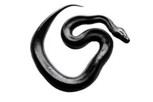 enrolado Preto serpente em transparente fundo, exibindo Está suave balanças e elegante curvas, perfeito para temático da natureza projetos. png