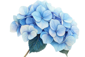 Beautiful close-up of blue hydrangea flowers in full bloom, showcasing delicate petals and vibrant colors against a transparent background. png