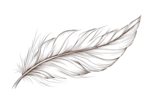 Delicate brown feather on transparent background, showcasing intricate patterns and texture, perfect for natural and artistic themes. png