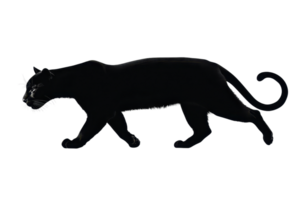 Majestic black panther prowling with elegance in a natural setting, showcasing its sleek fur and mysterious aura against a simple backdrop. png