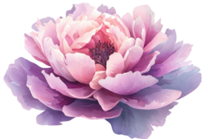 Elegant watercolor illustration of a blooming peony in soft pink and purple hues, capturing the essence of natural beauty and delicate artistry. png