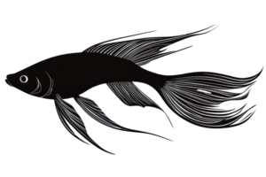 Elegant silhouette of a black betta fish with flowing fins, isolated on a transparent background. A perfect image for aquatic themes. png