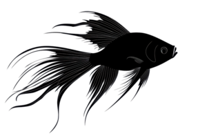 illustrazione di un' nero silhouette betta pesce con fluente pinne su un' trasparente sfondo per design o artistico uso. png