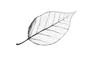 Monochrome leaf skeleton showcasing intricate vein patterns on transparent background, ideal for nature and botanical designs. png