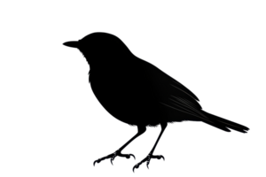 Silhouette of a bird perched elegantly, capturing the essence of simplicity and grace against a transparent background. png